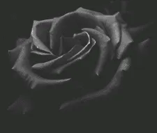 Synonyme